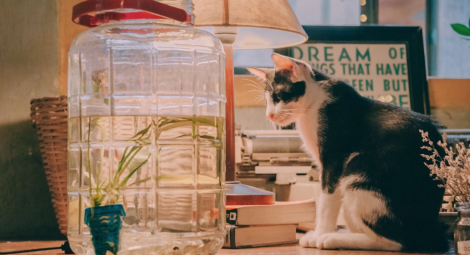 寵物訓練師推薦 Ronia