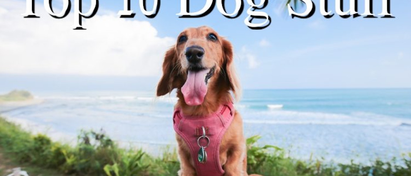 寵物部落客推薦10款愛用的狗狗用品