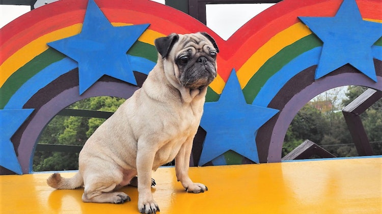 寵物部落客推薦8款飼養巴哥必備好物 Mybest