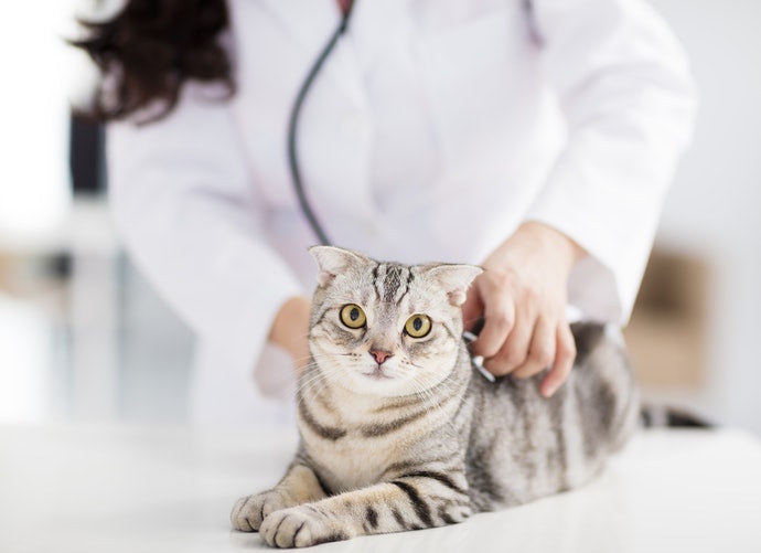 若貓咪有過敏情形，請到獸醫院進行檢查
