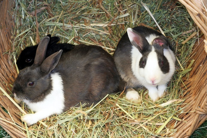 禾本科牧草：高纖維低熱量，適合成兔