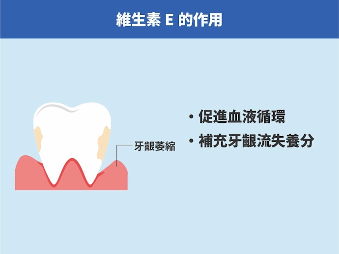 「維生素E」可促進血液循環、活化牙齦