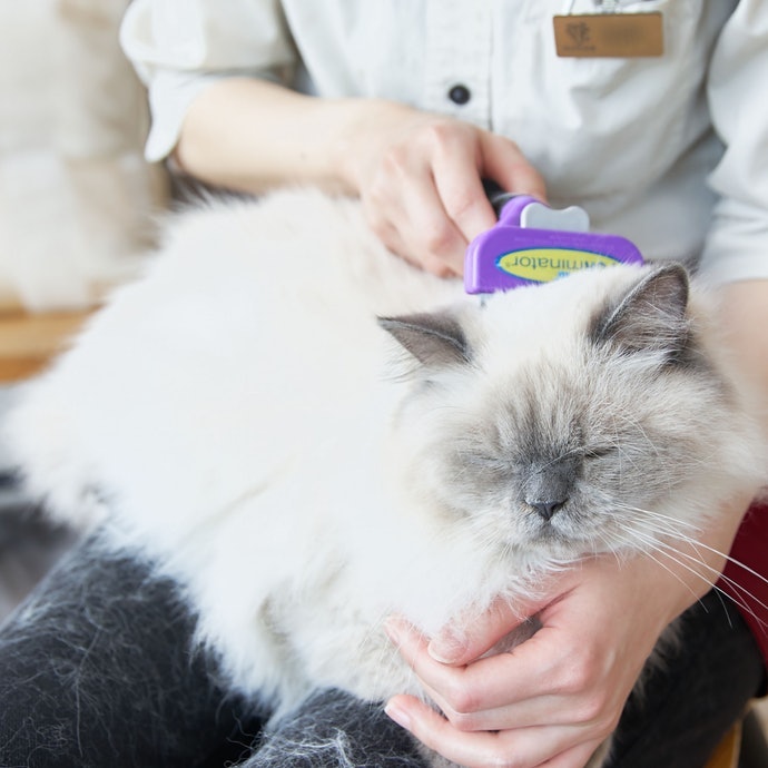 梳理毛髮持之以恆，可從中觀察貓咪的健康狀況