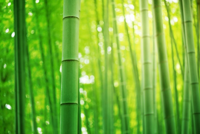 非木質紙漿：洋麻、麻、竹等纖維
