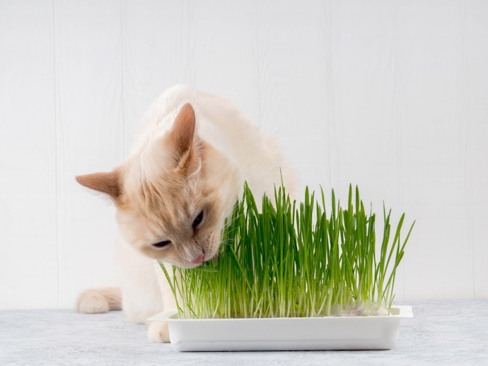 配合貓咪喜好，選購貓草的品種