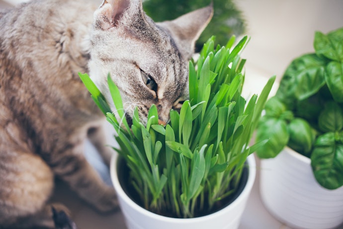熟成型貓草：送達即可餵食