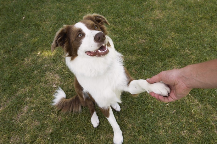確認愛犬是否會排斥握手