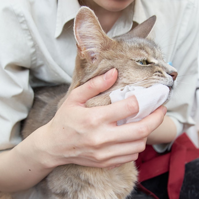 紙巾式：適合剛開始刷牙的貓咪