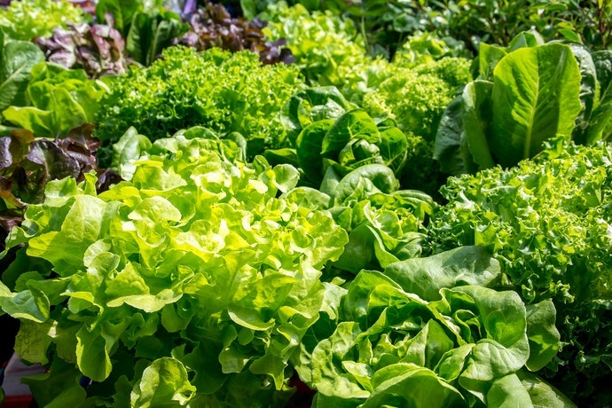 葉菜類：適合含氮比例高的肥料