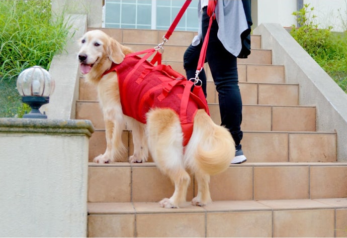 散步用輔助帶：需留意是否會造成狗狗排泄不便