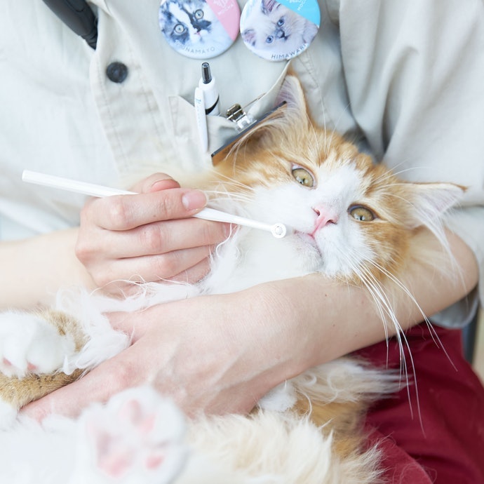 【評比結果】極小刷頭的「貓用複雜齒專用牙刷」獲得高評價