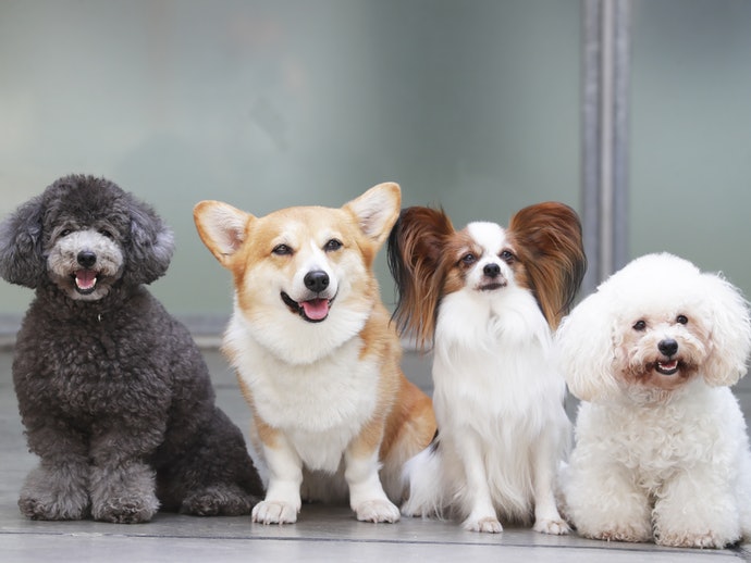 21日本必買實測 推薦十大狗狗零食人氣排行榜 Mybest