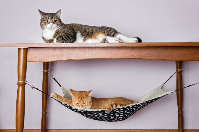 可活用空間的吊床型貓窩