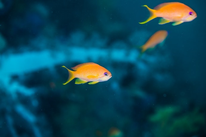 推薦十大熱帶魚飼料人氣排行榜 21年最新版 Mybest 推薦十大熱帶魚飼料人氣排行榜 21年最新版 Mybest
