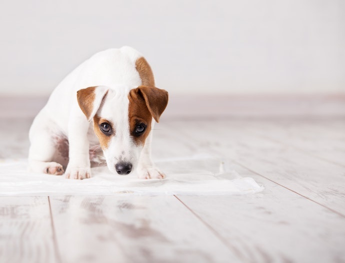 為什麼需要狗用尿布？