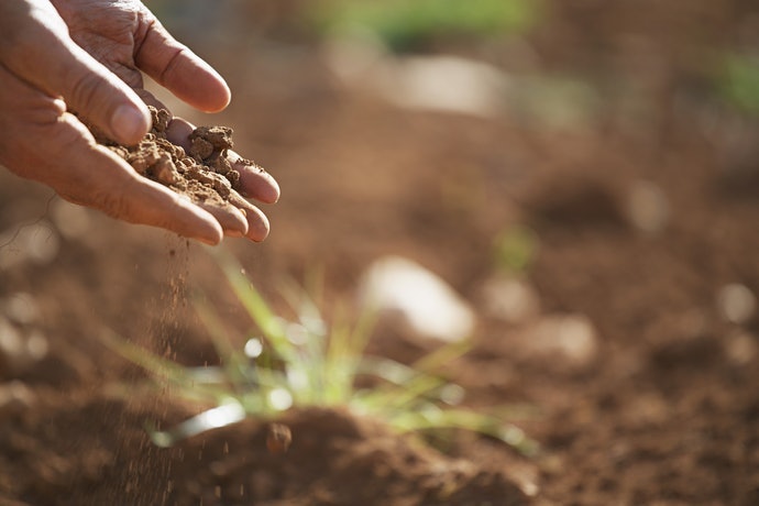 基肥選擇有機肥，追肥和盆栽種植則推薦無機肥
