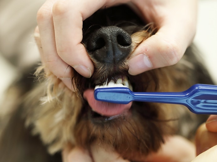 一定要幫狗狗刷牙嗎？