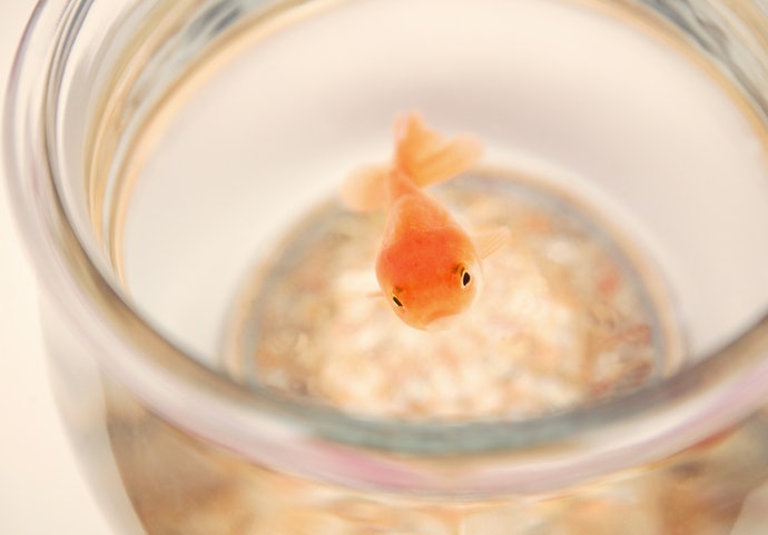 推薦十大金魚缸人氣排行榜 21年最新版 Mybest 推薦十大金魚缸人氣排行榜 21年最新版 Mybest