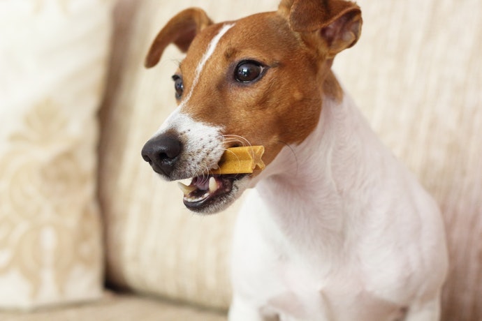 警戒心高的狗狗可使潔牙零食或玩具