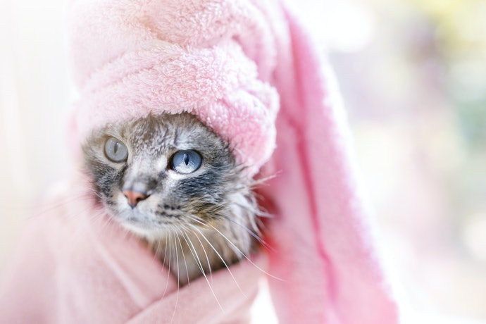 貓咪需要用洗貓精嗎？