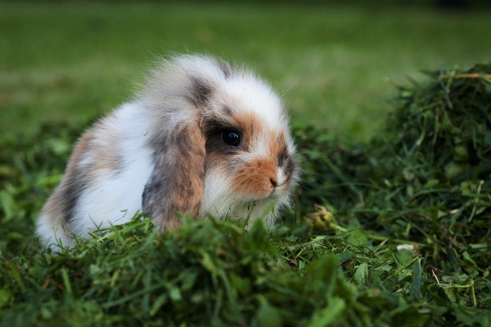 豆科牧草：營養價值高，適合成長期或體力較差的兔子