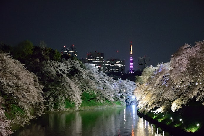 夜間點燈的景點：可欣賞夜空與櫻花的共演