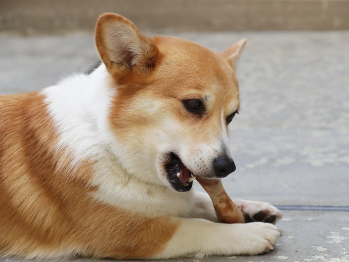 啃咬玩具：適合長牙期間的幼犬，亦能鍛鍊成犬的咬合力