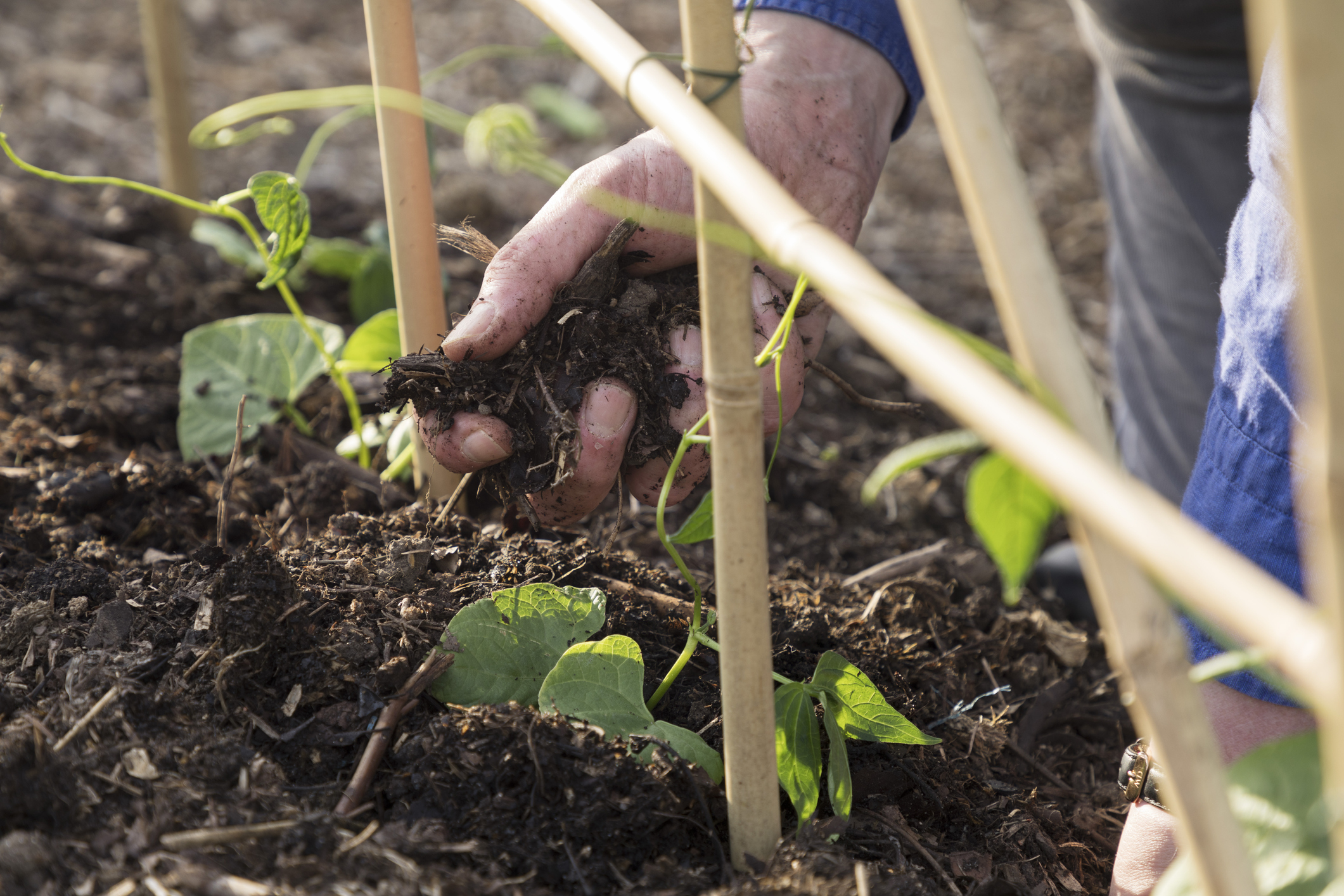 專家監修 22最新十大人氣培養土推薦 Mybest