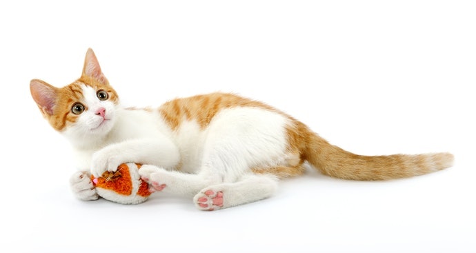何謂貓用抱枕？