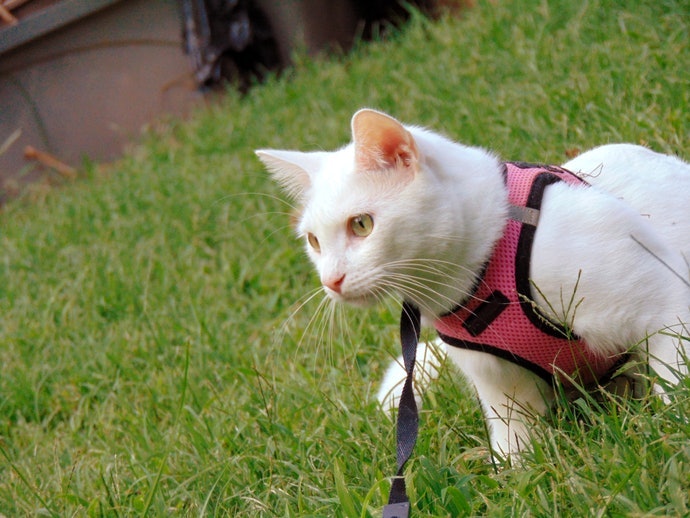 推薦十大貓用胸背帶人氣排行榜 2021年最新版 Mybest