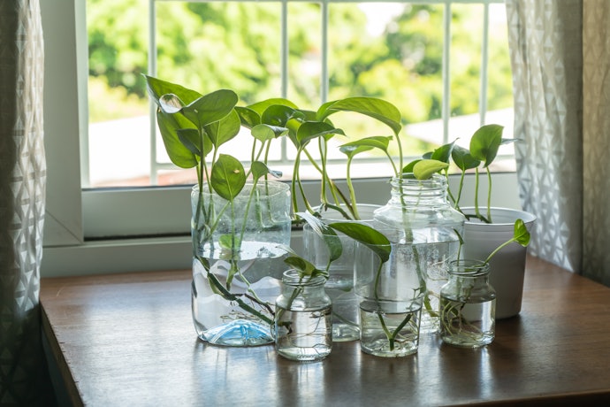 玻璃：裝飾性高適合水耕植物