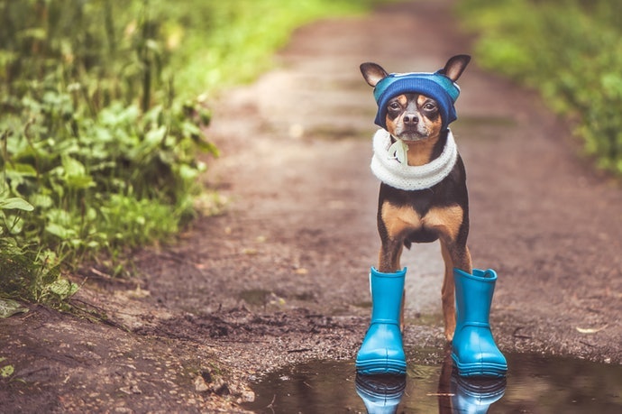 在雨天散步時可選擇雨鞋套