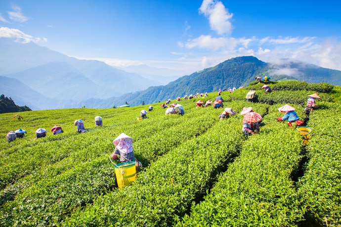 台灣茶的魅力