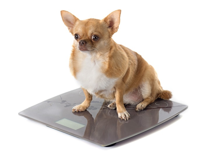 要了解愛犬體重是否適當，請先確認狗狗的BCS（體態指數）