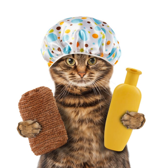 貓咪洗毛精的功用