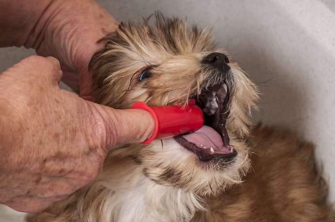 順從性高的狗狗可直接刷牙