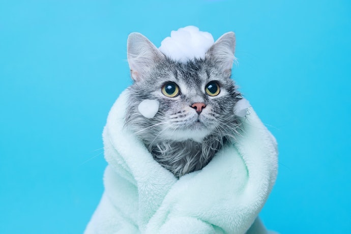 討厭洗澡的貓咪則可使用「乾洗澡」