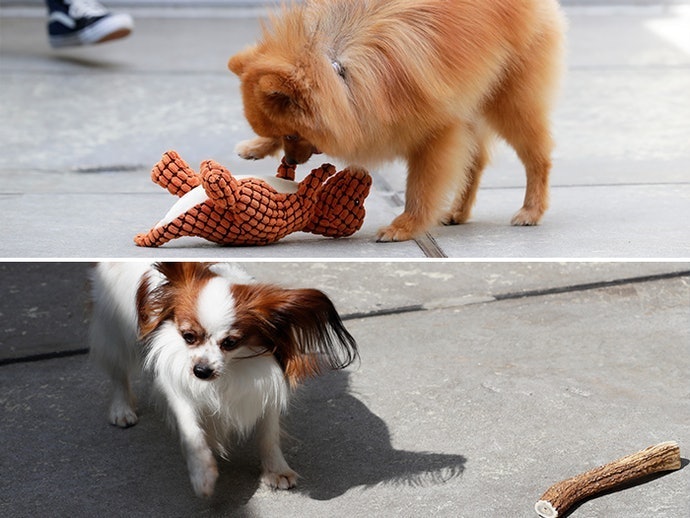 【實測結果】狗狗對體積較大、較硬或是益智玩具的喜好大不同
