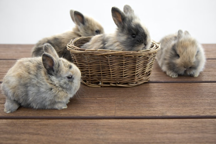 若已找到兔子的喜好，可升級大容量產品