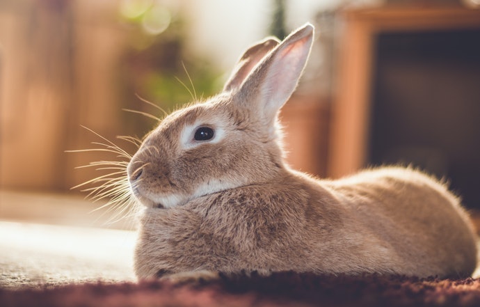 清潔保養都容易的「塑膠」材質：適合體重較輕的中小型兔子