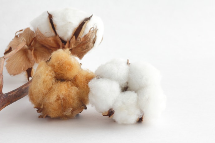 棉質（Cotton）：親膚舒適