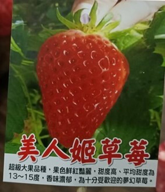 美人姬草莓盆栽 1