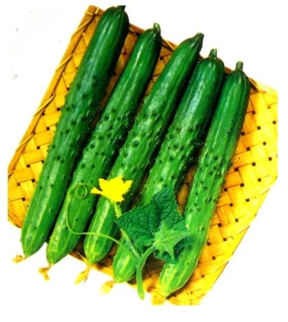 綠藝家 小黃瓜種子 1