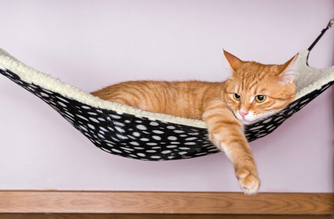 貓用吊床的魅力